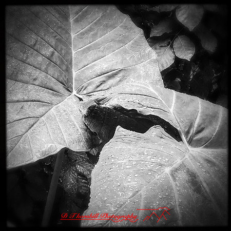 florida-nov-2015-iphone-images-119