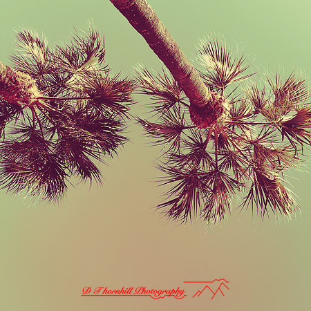 florida-nov-2015-iphone-images-098
