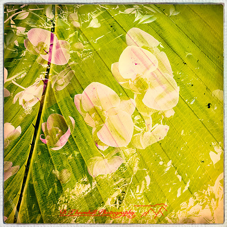 florida-nov-2015-iphone-images-112
