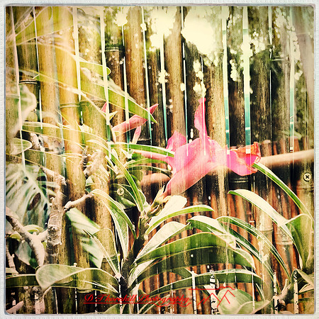 florida-nov-2015-iphone-images-113