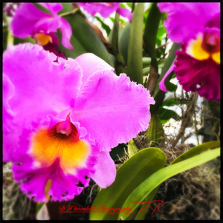 florida-nov-2015-iphone-images-104