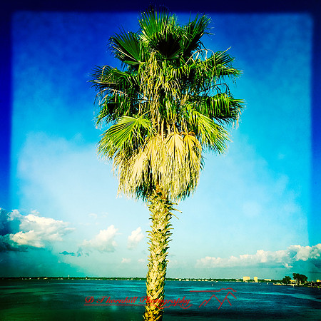 florida-nov-2015-iphone-images-099