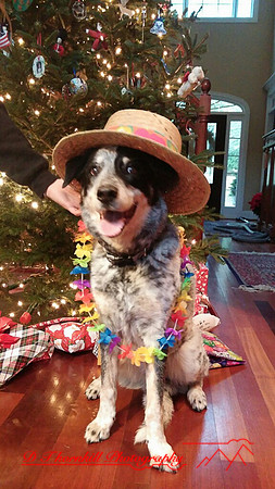 iPhone-2018-pets-037