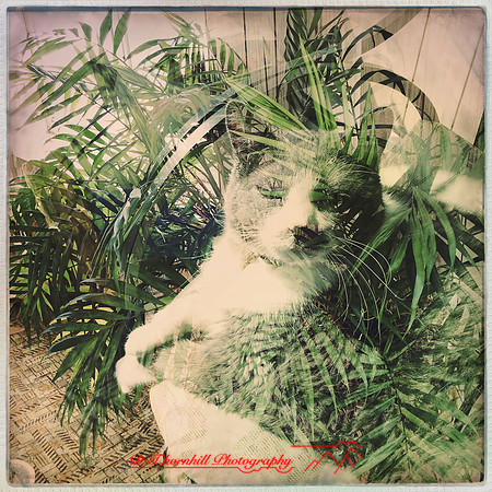 iPhone-2018-pets-002