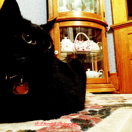 iPhone-2018-pets-004