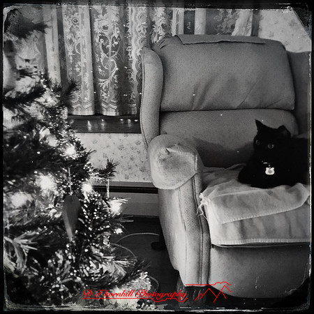 iPhone-2018-pets-036