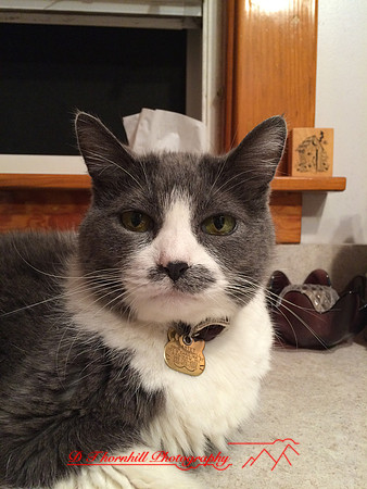 iPhone-2018-pets-026