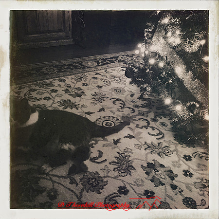 iPhone-2018-pets-031