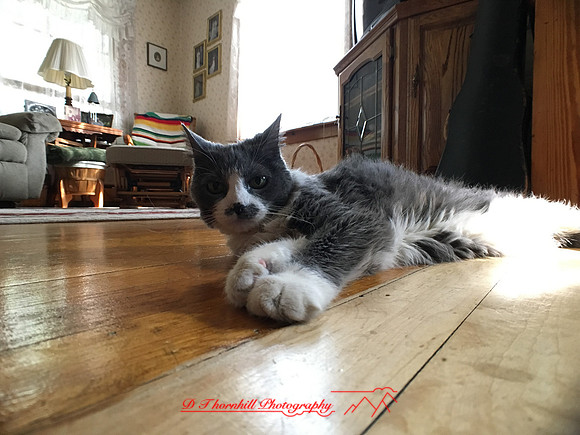 iPhone-2018-pets-040