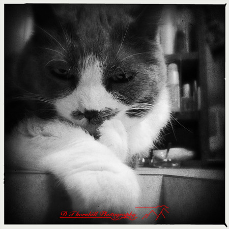iPhone-2018-pets-007