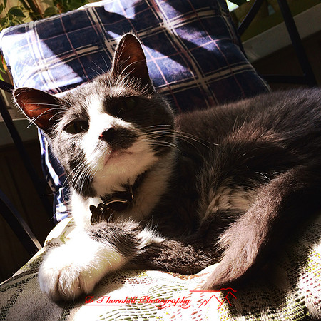 iPhone-2018-pets-022