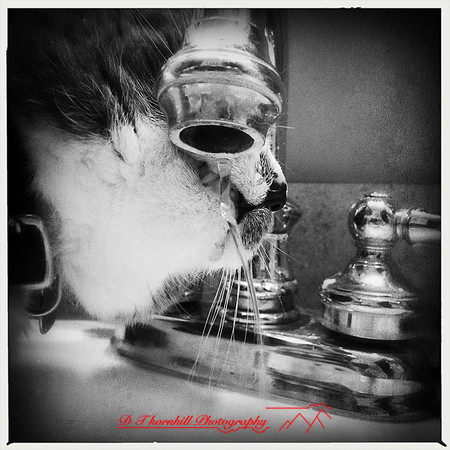 iPhone-2018-pets-008