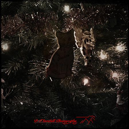 iPhone-2018-pets-034