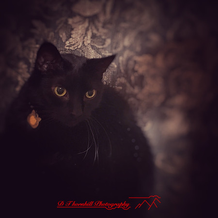 iPhone-2018-pets-029
