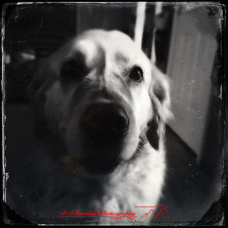 iPhone-2018-pets-016