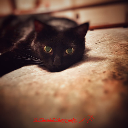 iPhone-2018-pets-027