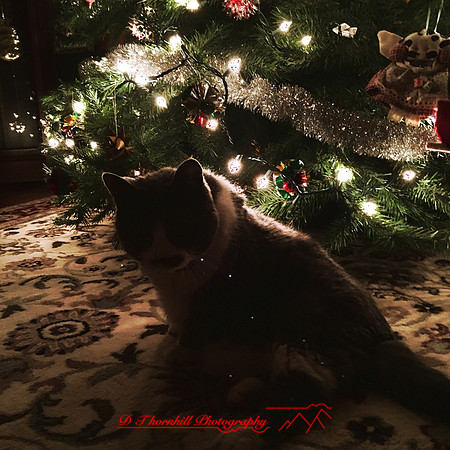 iPhone-2018-pets-033