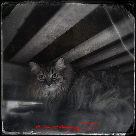 iPhone-2018-pets-010