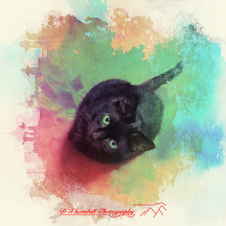 iPhone-2018-pets-025