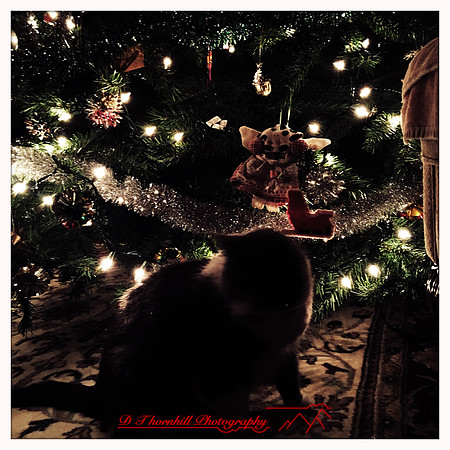 iPhone-2018-pets-030
