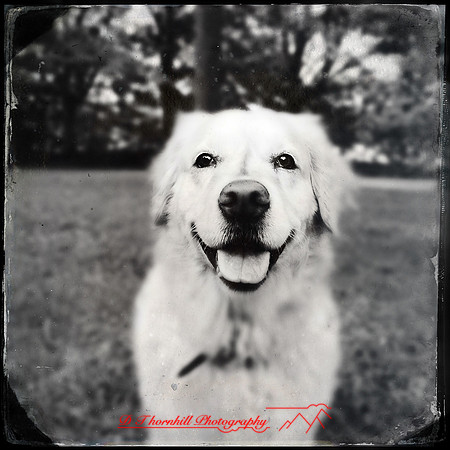 iPhone-2018-pets-018