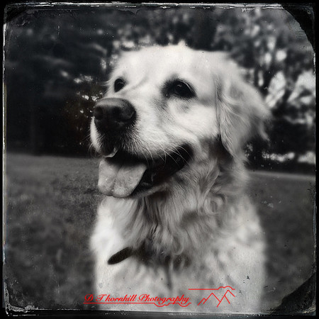 iPhone-2018-pets-017