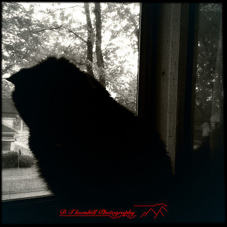 iPhone-2018-pets-021