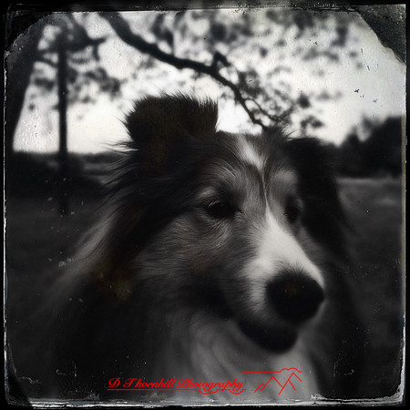 iPhone-2018-pets-012
