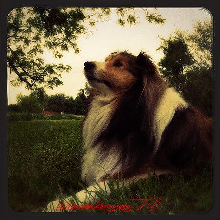 iPhone-2018-pets-015