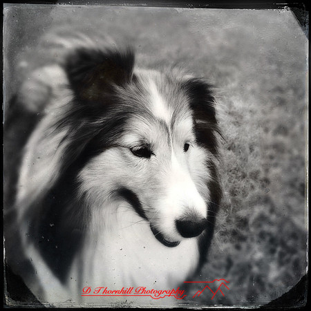 iPhone-2018-pets-011