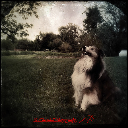 iPhone-2018-pets-013