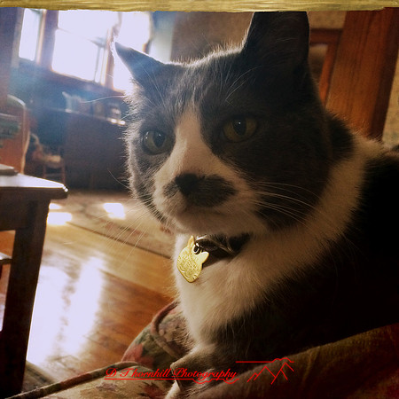 iPhone-2018-pets-020