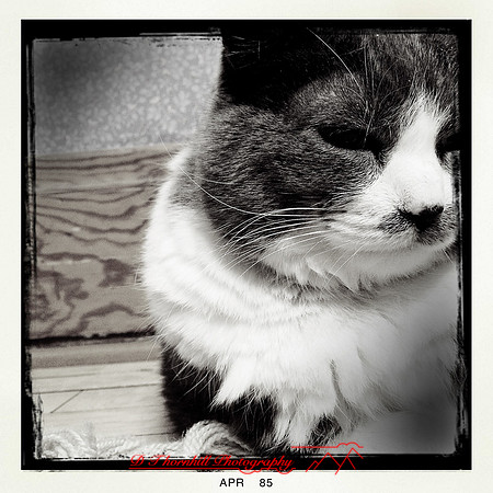 iPhone-2018-pets-005