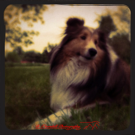 iPhone-2018-pets-014