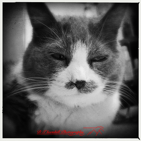 iPhone-2018-pets-006
