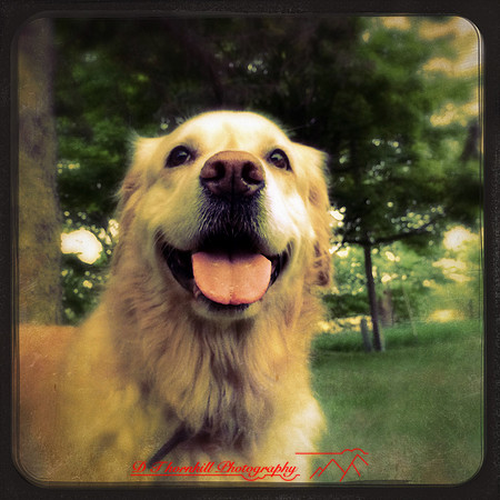 iPhone-2018-pets-019