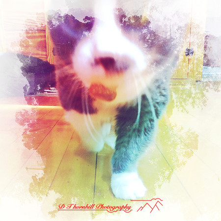 iPhone-2018-pets-023