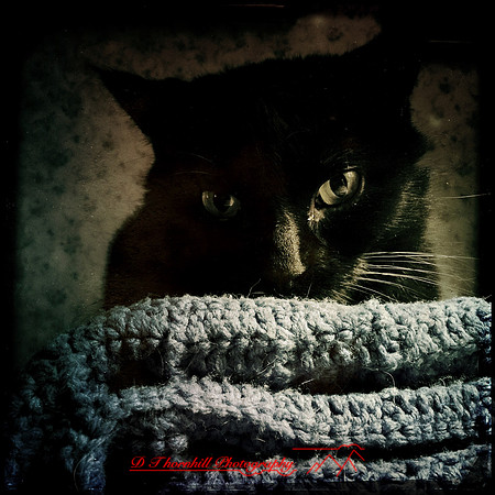 iPhone-2018-pets-001