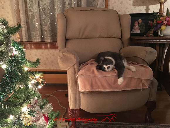iPhone-2018-pets-035
