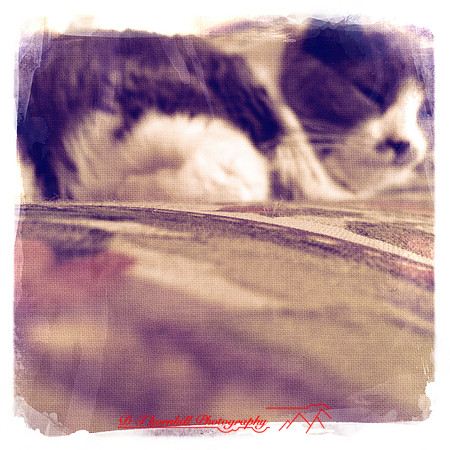 iPhone-2018-pets-003