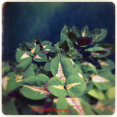 iPhone-2018-random-001