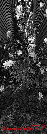 iPhone-2018-random-137