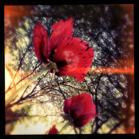 iPhone-2018-random-152
