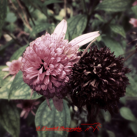 iPhone-2018-random-188