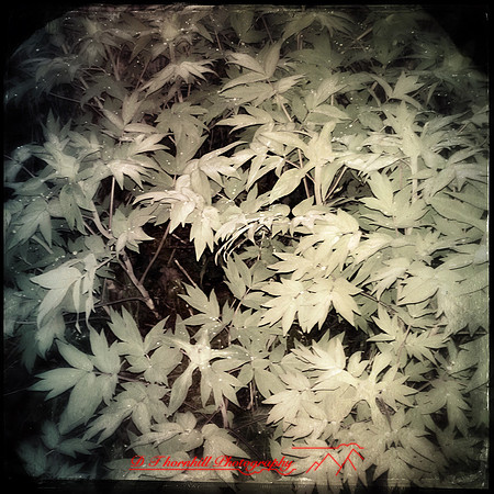 iPhone-2018-random-232