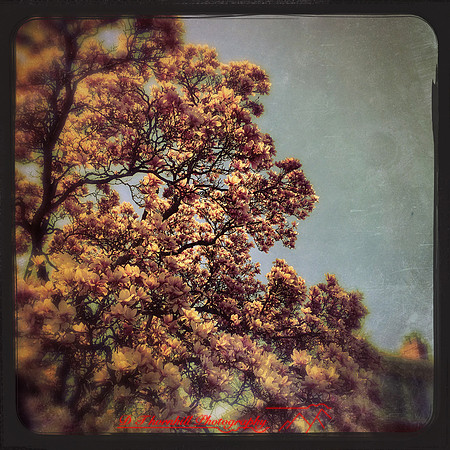 iPhone-2018-random-228