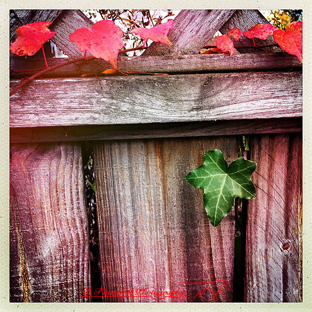 iPhone-2018-random-080
