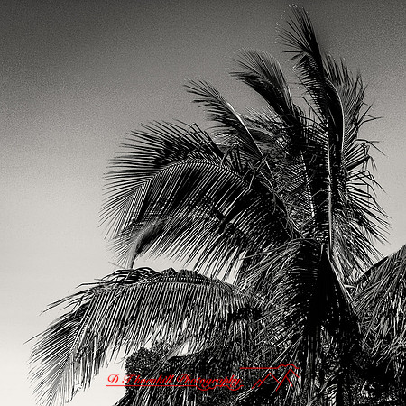 florida-nov-2014-iphone-images-087-nas