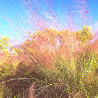 florida-nov-2014-iphone-images-069
