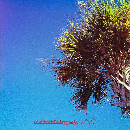 florida-nov-2014-iphone-images-070